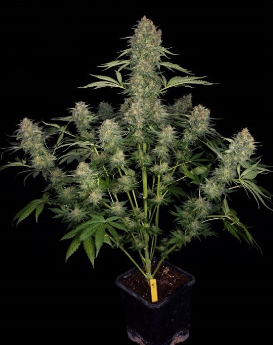 Model Serious Kush od Serious Seeds; zdroj: seriousseeds.com